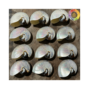 Conchas de Nautilus en Paquete a Granel, Excelente Valor para Proyectos de Decoración a Gran Escala y Negocios de Artesanía - Product Image 1