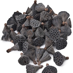 Mini gousses de Lotus pour Aquarium Terrarium crevettes poisson amphibien Reptile Habitat artisanat fournitures bol remplissage Arrangements floraux - Product Image 1