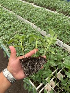 Substrat de mousse de tourbe de sphaigne de qualité supérieure Milieu de départ de semences professionnelles pour la propagation des plantes - Product Image 4