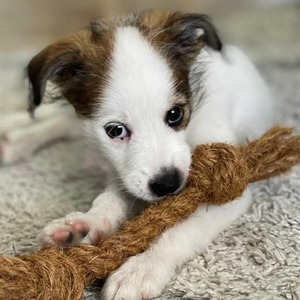 Jouets à mâcher en fibre de coco fabriqués au Vietnam pour animaux de compagnie |   Jouet pour chien 100% naturel et sûr |   Fournitures pour animaux de compagnie et accessoires pour chiens en gros - Product Image 1