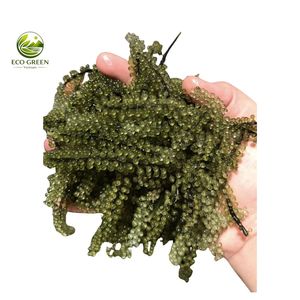 Uvas de Mar Frescas, Mariscos Saludables, Caviar Verde, Suministro a Granel, Empaque OEM Disponible - Product Image 4