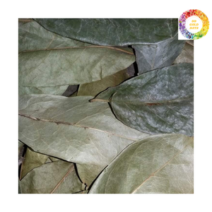 Feuilles de corossol séchées d'origine du Vietnam-Feuilles de Graviola séchées au soleil traditionnelles remplies d'avantages à base de plantes - Product Image 4