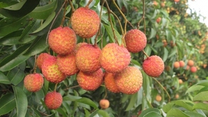 LYCHEE FRAIS CUEILLÉ À LA MAIN, SIMPLEMENT NATUREL - Product Image 3