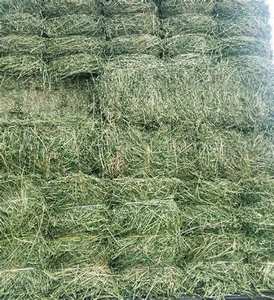 Balles de foin de luzerne pour l'alimentation des bovins et des chevaux exportés par des agriculteurs réputés - Product Image 1