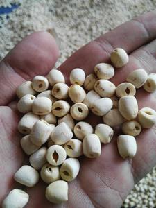 เมล็ดบัวขาว เมล็ดบัวขาวจำนวนมาก ส่งออกจากโรงงานโดยตรง รับประกันคุณภาพสม่ำเสมอ - Product Image 3