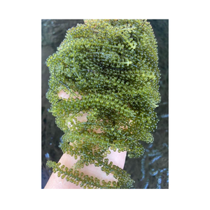 Uvas de Mar Naturales, Caviar Verde, Rico en Yodo y Vitaminas, para Distribución Global a Tiendas de Alimentos Saludables y Grandes Distribuidores - Product Image 1