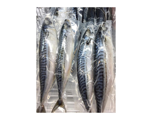 Pescado Atún Congelado Premium a Granel, Venta Caliente de Mariscos, Atún del Pacífico Entero Congelado, Compre el Mejor Atún Congelado - Product Image 6