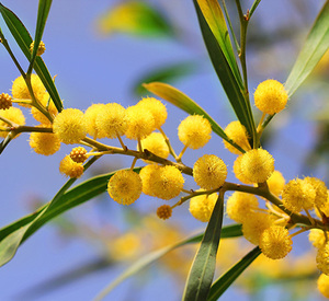 Natural Smell Mimosa <b>Essential</b> <b>Oil</b> Direct From India Manufacturer on Sale Mimosa <b>Essential</b> <b>Oil</b> - Product Image 2