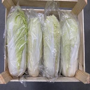 Repollo verde fresco perfectamente redondo a precios baratos - Product Image 4
