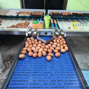 Máquina de clasificación de huevos de grado industrial 9000 huevos por hora de acero inoxidable con sistema de cinta transportadora y Kit de Calibración - Product Image 1