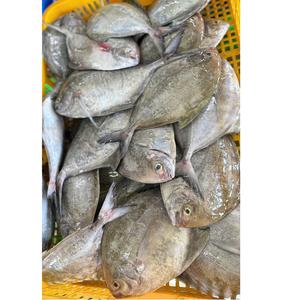 Red Frozen Pomfret/Pompano IQF Block Top Todo el cuerpo Delicious Nature Vida útil de 24 meses - Product Image 6