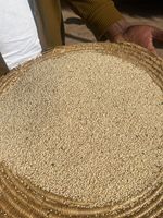 Graines de sésame blanc africain Humera de qualité supérieure, pures, brutes, séchées, d'Éthiopie, sacs de 25/50 kg, stockage à température ambiante, goût sucré, longue durée de conservation