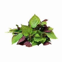 POLVO DE HOJA DE PERILLA ORGÁNICA PARA EL EQUILIBRIO INMUNE Y LA VIDA VERDE LIMPIA CON NUTRICIÓN BOTÁNICA - Product Image 3