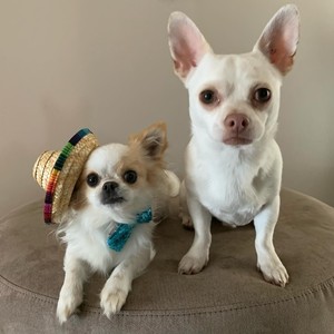 Bonitos sombreros pequeños de paja para perros con logotipo, disfraz de Mascota para accesorios de fotos, venta al por mayor, sombrero para perros y gatos de fábrica - Product Image 5