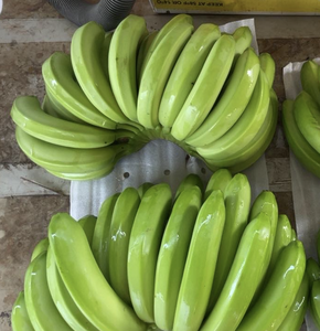 Banane Cavendish fraîche du Vietnam, issue de fruits mûrs, pour les services de restauration, la vente au détail et les acheteurs internationaux - Product Image 2