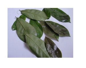 Soursop Leaves - Graviola Leaves Produit de haute qualité et au meilleur prix du Vietnam-Vente en gros en 2025 - Product Image 1