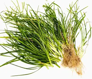 Eleusine indica Goosegrass Herbal Factory Direct Price for 1kg improving joint mobility promote skin tissue regeneration