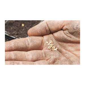 Bán buôn tươi Cà chua hạt giống, cà chua, thu hoạch - Product Image 4