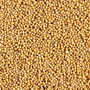 Semillas de Mostaza Amarilla Premium IPM 100% Naturales, Especias Indias Pequeñas y Enteras, Sabor y Aroma Intensos para Encurtidos y Tadka - Product Image 2