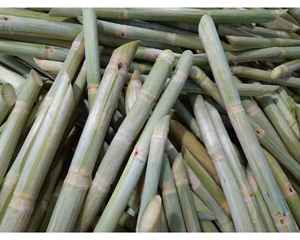 Forma de palo de caña de azúcar congelada de Vietnam para exportar caña de azúcar congelada disponible a granel para fabricantes de bebidas - Product Image 6