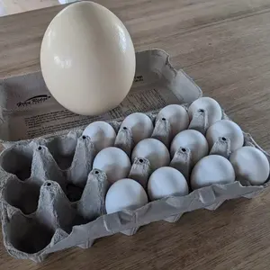 Buena Venta de huevos de avestruz a la venta/Huevos de avestruz fértiles y pollitos de avestruz a la venta