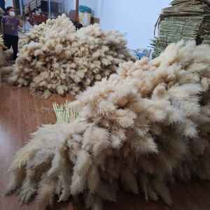 Tiges d'herbe de pampa moelleuses fleurs séchées vietnamiennes pour décors de mariage élégants, salons et présentoirs de boutique - Product Image 5