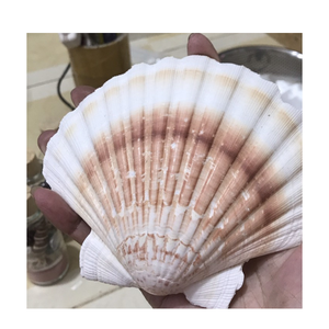 Conchas planas Vieiras de alta calidad para decoración costera DIY arte y suministro de centro de mesa de boda - Product Image 2