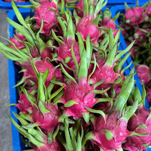 Fruit du Dragon frais Vietnam qualité d'exportation chair blanche et chair rouge disponible longue durée de conservation emballage 4kg 9kg boîte en Carton - Product Image 1