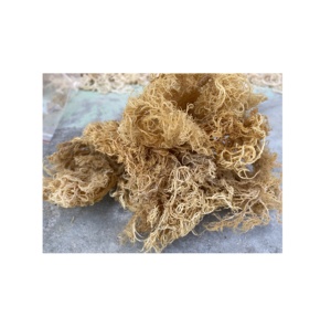 Eucheuma cottonii มอสจากทะเลผงโนริสาหร่ายทะเลสดและแห้งผลิตจากเวียดนาม - Product Image 5