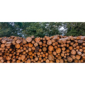Bulk Timber <b>Logs</b> High Strength, Durable Hardwood for Export Markets - Product Image 1
