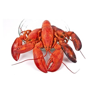 กุ้งมังกรแช่แข็ง / หางกุ้งมังกรแช่แข็ง / กุ้งมังกรสด - Product Image 3