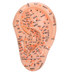 Modelo de acupuntura de oreja para aprendizaje y visualización de acupuntura con diseño de punto fijo de base grande - Product Image 1