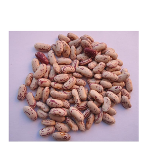 Gros en vrac gros haricots mouchetés de lumière (récolte récente) de haute qualité 10kg vente à prix bon marché - Product Image 5