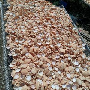 เปลือกปูคุณภาพพรีเมียม ของแท้จากเวียดนาม จำนวนมาก มีสินค้าในสต็อก พร้อมส่งออก - Product Image 3