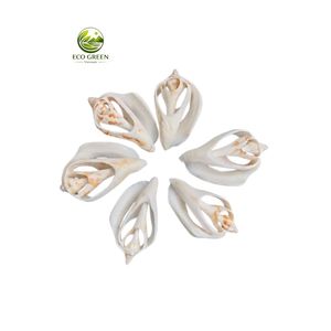 Fragmentos de Conchas Marinas de Primera Calidad, Piezas Decorativas Pulimentadas para Acuarios, Decoración del Hogar de Estilo Costero y Manualidades - Product Image 5