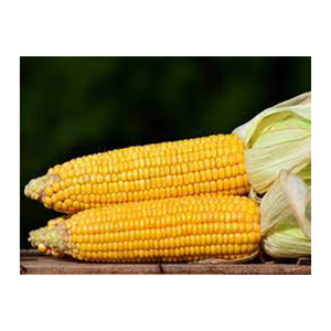 Maïs jaune non OGM de qualité supérieure Vente en gros Fabricant de haute qualité Nouveau meilleur matériau avec des tarifs bon marché - Product Image 6