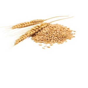 Arroz de Cebada de Montaña Congelado de Tailandia, Buena Relación Calidad-Precio - Product Image 3