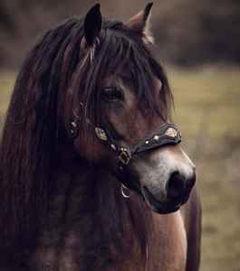 Caballete de cabeza de brida occidental de cuero ecuestre más vendido para carreras de caballos a precio mayorista - Product Image 4