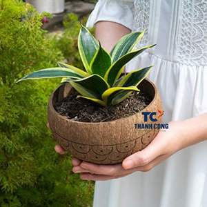 LAS MEJORES VENTAS de cuencos de coco hechos a mano, perfectos para macetas, decoración u opciones de regalo únicas. - Product Image 3