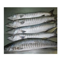 Prix de gros Barracuda pour le marché - Barracuda congelé, Barracuda