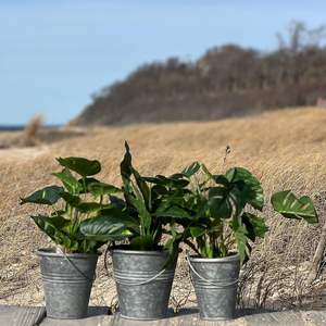 Jardinière de fleurs fraîches galvanisée en fer de forme ronde la plus vendue avec poignée pour jardinière décorative intérieure et extérieure - Product Image 4