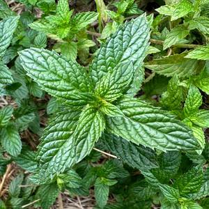 Fournisseur direct d'usine, herbe de menthe poivrée utilisée dans les compléments alimentaires et les produits de beauté, disponible pour l'exportation, prix d'Inde - Product Image 1