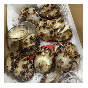 Ride the Limpet Shell Trend Wave: conchas de Vietnam naturalmente hermosas, fáciles de usar para la decoración del hogar e ideas de decoración de fiestas calientes - Product Image 1