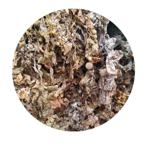 HOT SELL SARGASSUM SEAWEED 100% NATURAL SEAWEED FROM VIETNAM SUPPLIER WITH TOP QUALITY AND COMPETITIVE PRICE