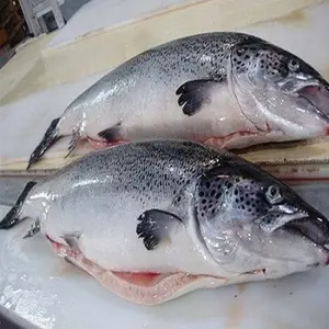 Gute Qualität leckere Meeresfrüchte gefrorener frischer geräucherter Lachs Fisch günstiger Preis