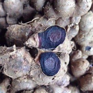 Nouvelles cultures de gingembre noir frais Tranches de gingembre noir frais dans la nouvelle récolte - Product Image 1