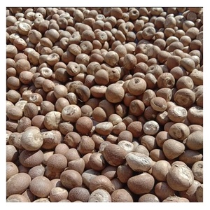 Prix de gros haute qualité bétel cru noix de bétel indonésien séchées noix d'arec - Product Image 3