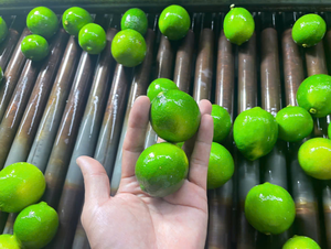 Limas vietnamitas de calidad de exportación sin semillas Color verde fresco, fragante y lleno de jugo Zesty - Product Image 3