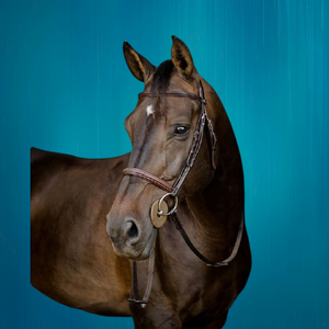 Vente en gros à bas prix Nouvelle tendance Style à la mode Dernière conception Bride de cheval de haute qualité Conception de haute qualité Cheval à la mode - Product Image 5