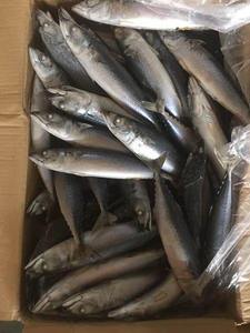 Pescado Congelado: Caballa, Atún, Salmón - Precio y Proveedor - Product Image 3